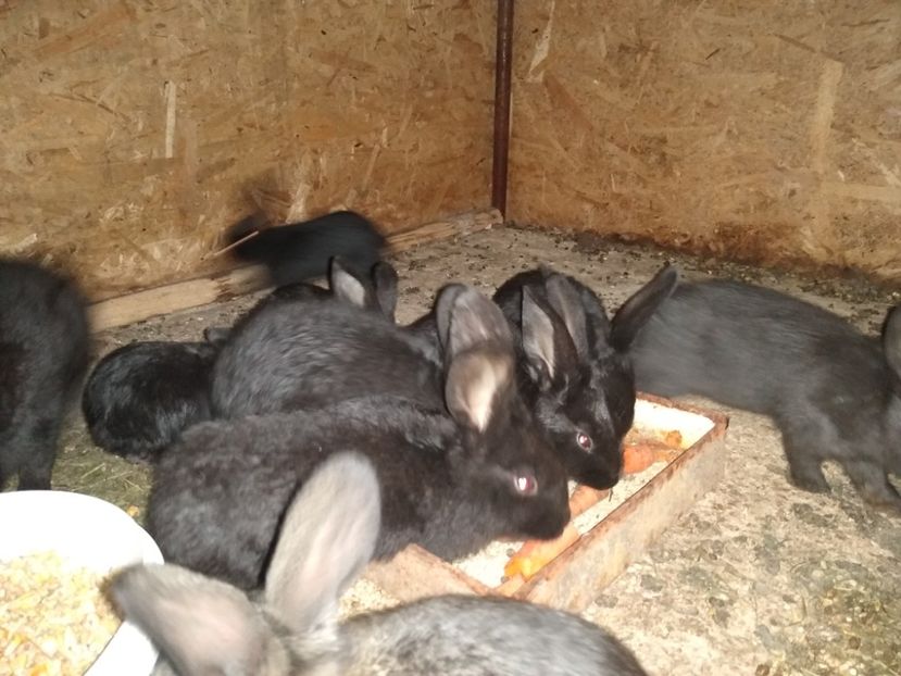  - Iepurii mei 2020-2021