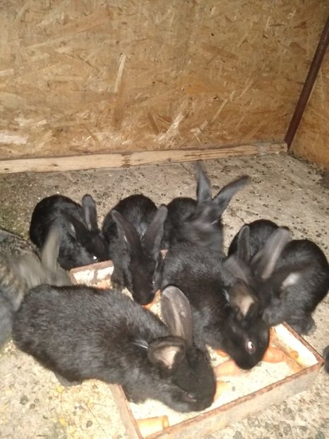  - Iepurii mei 2020-2021