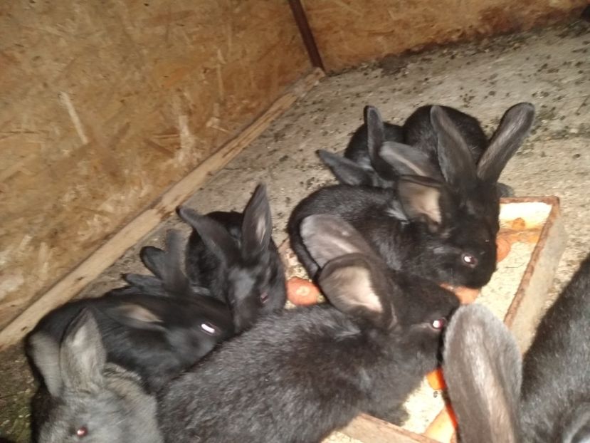  - Iepurii mei 2020-2021