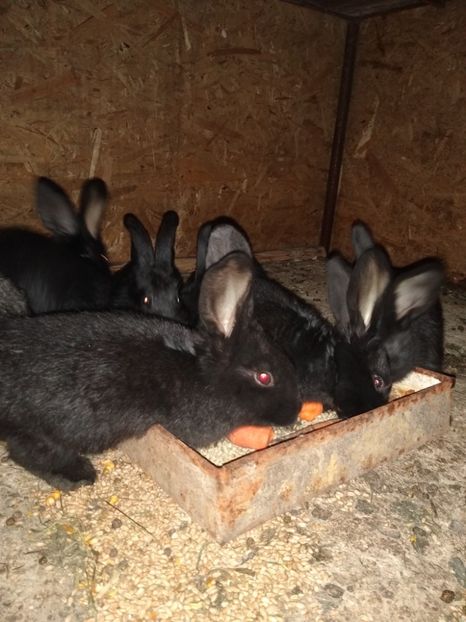  - Iepurii mei 2020-2021