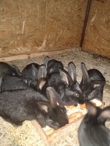  - Iepurii mei 2020-2021