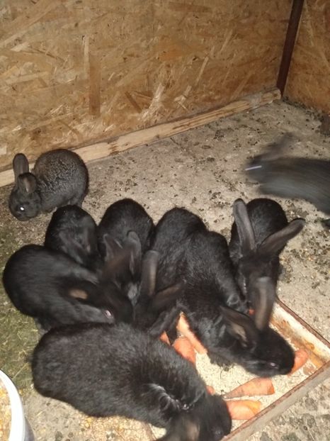  - Iepurii mei 2020-2021