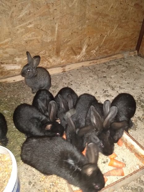  - Iepurii mei 2020-2021