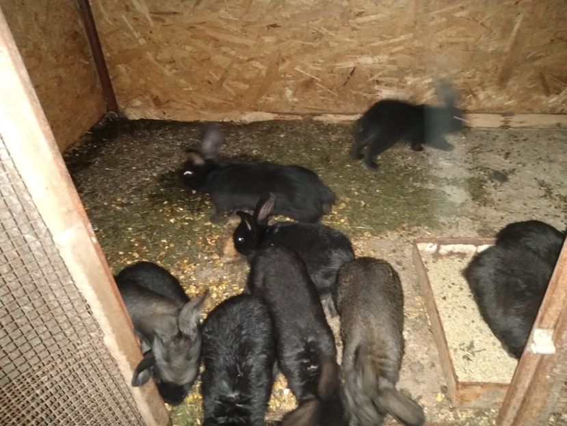  - Iepurii mei 2020-2021