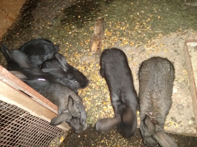  - Iepurii mei 2020-2021