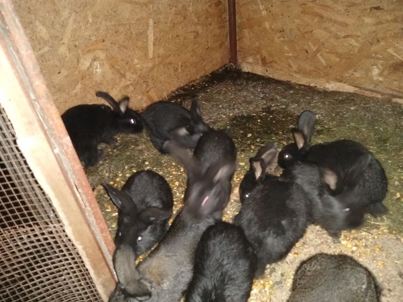  - Iepurii mei 2020-2021