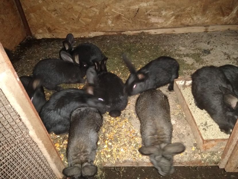  - Iepurii mei 2020-2021