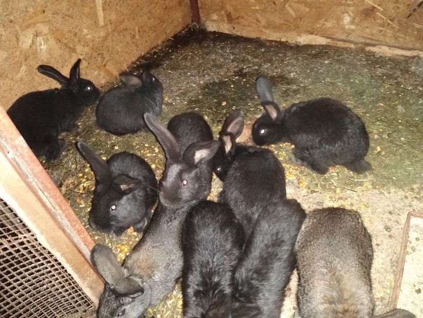  - Iepurii mei 2020-2021