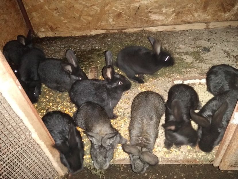  - Iepurii mei 2020-2021