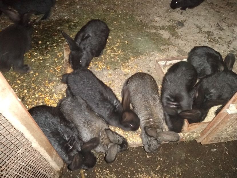  - Iepurii mei 2020-2021