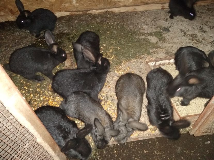  - Iepurii mei 2020-2021