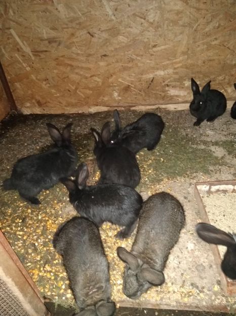  - Iepurii mei 2020-2021