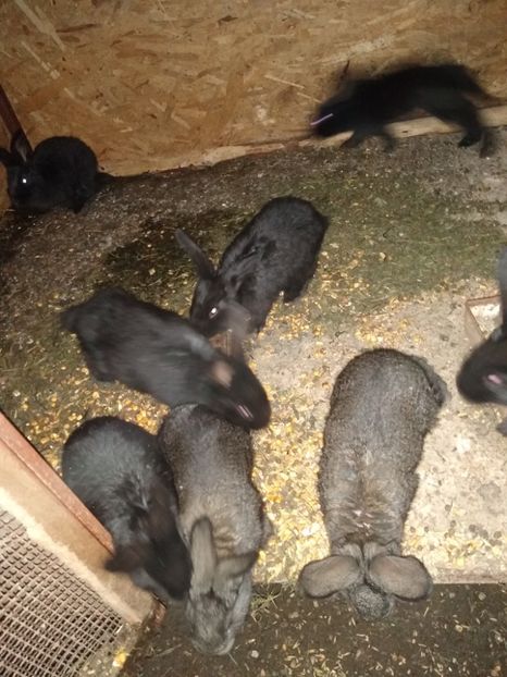  - Iepurii mei 2020-2021