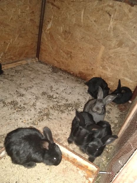  - Iepurii mei 2020-2021