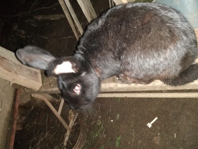  - Iepurii mei 2020-2021