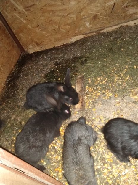  - Iepurii mei 2020-2021