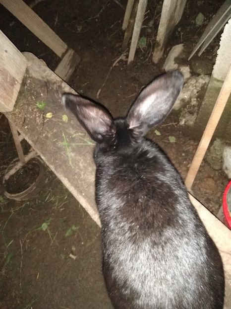  - Iepurii mei 2020-2021