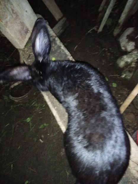  - Iepurii mei 2020-2021