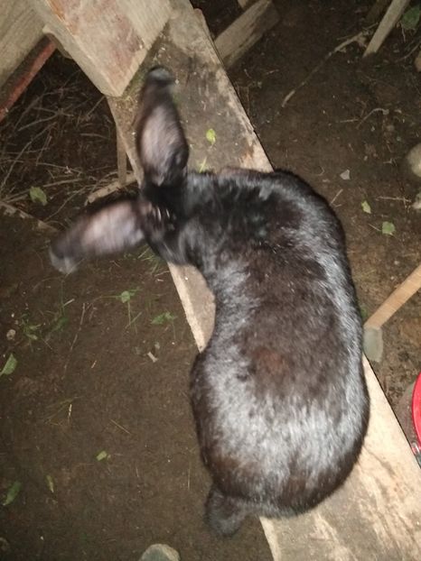  - Iepurii mei 2020-2021