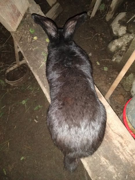  - Iepurii mei 2020-2021