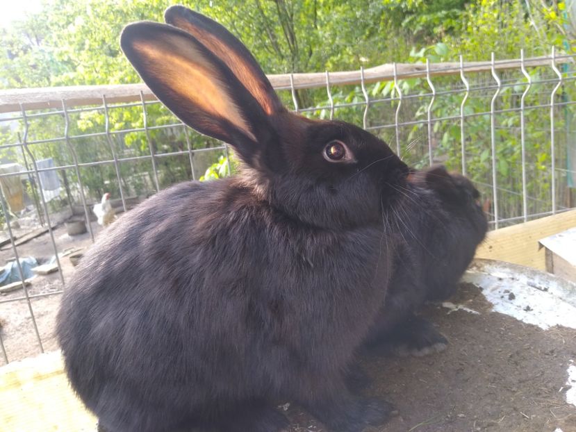  - Iepurii mei 2020-2021