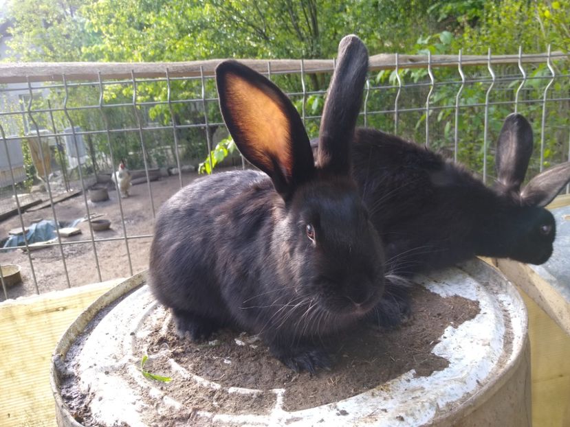  - Iepurii mei 2020-2021