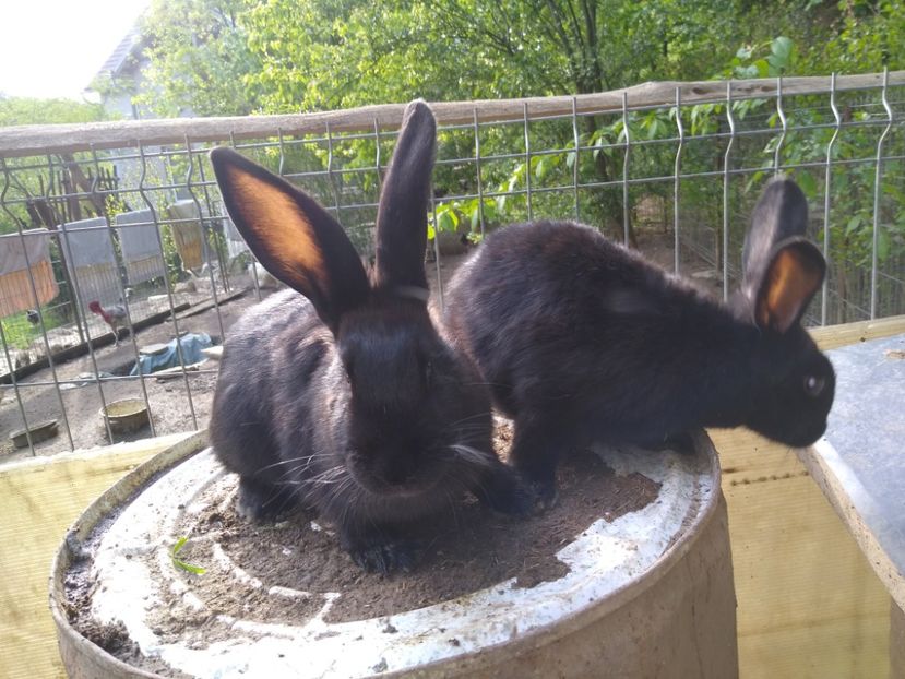  - Iepurii mei 2020-2021