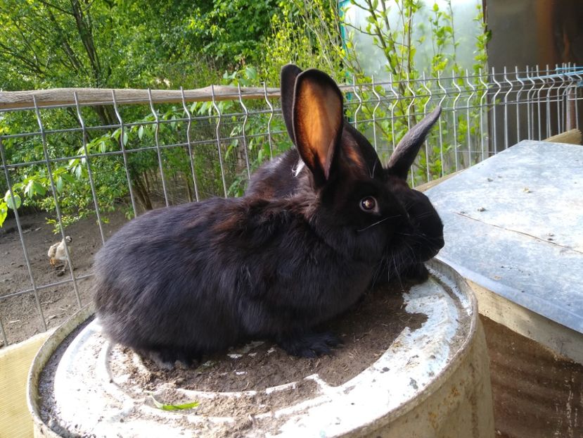  - Iepurii mei 2020-2021