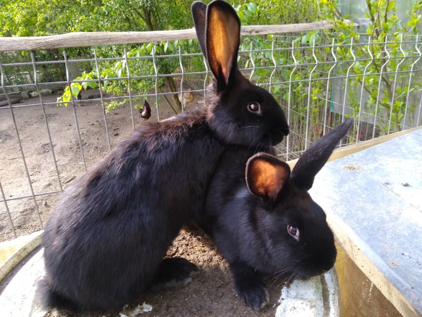  - Iepurii mei 2020-2021