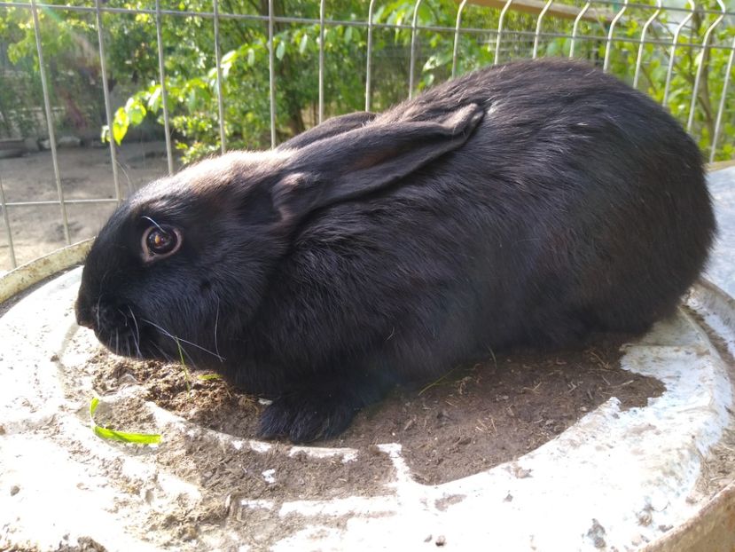  - Iepurii mei 2020-2021