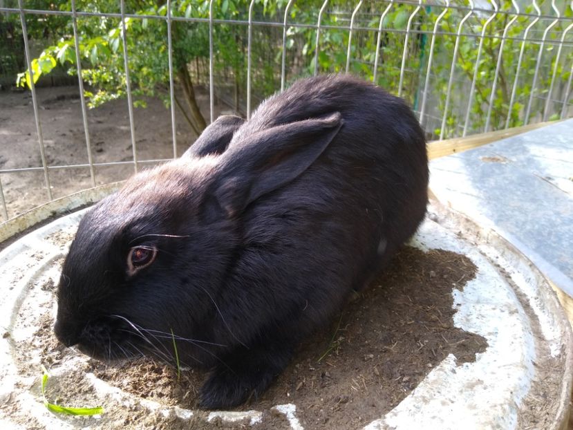  - Iepurii mei 2020-2021