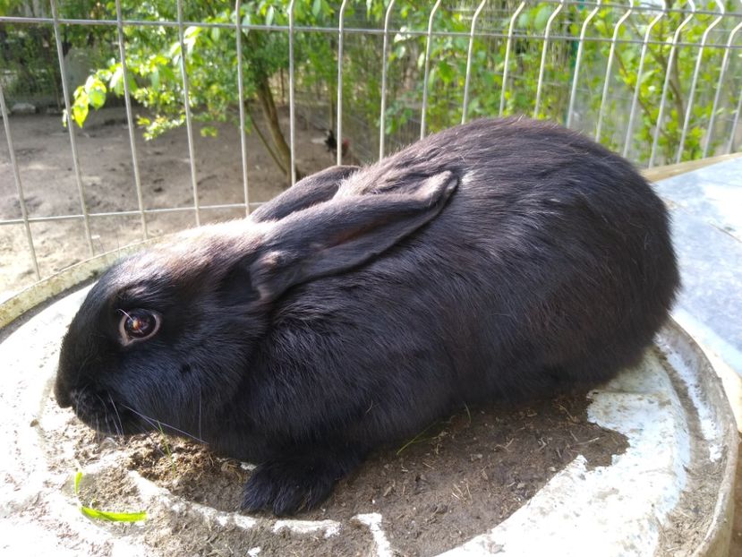  - Iepurii mei 2020-2021