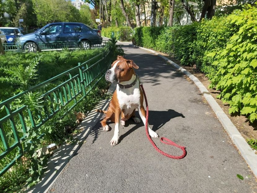 aprilie 2020... Ce soare frumos este azi !! - zzz Bobby 2020 - 2021