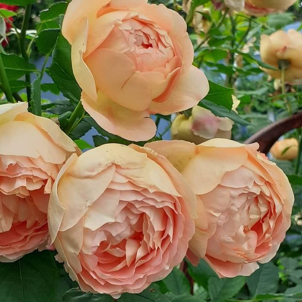  - Lady of Shallot 2021_ 2022