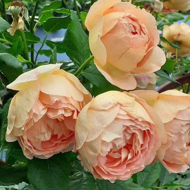  - Lady of Shallot 2021_ 2022