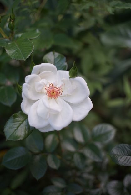  - Starlight Symphony