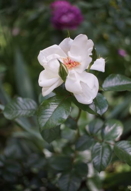  - Starlight Symphony