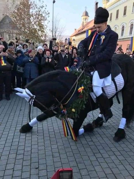  - Cai animale nobile