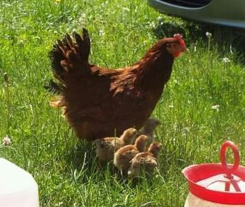  - Pui Plymouth 2018 - 2021