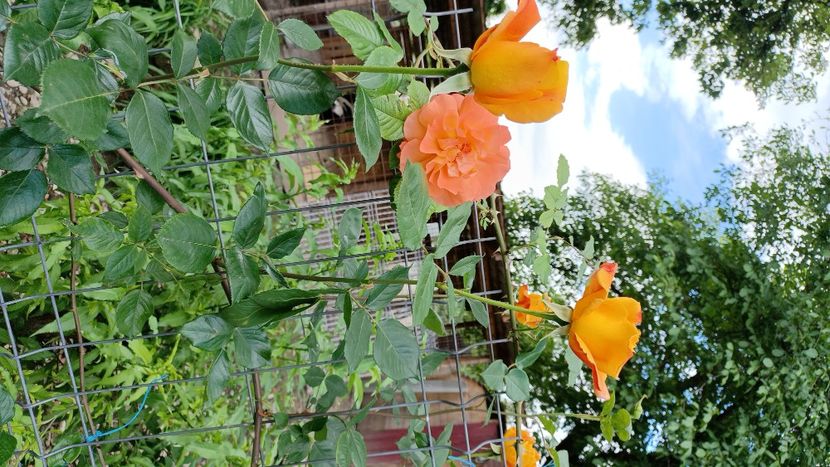 IMG-20210617-WA0002 - Trandafiri 2021