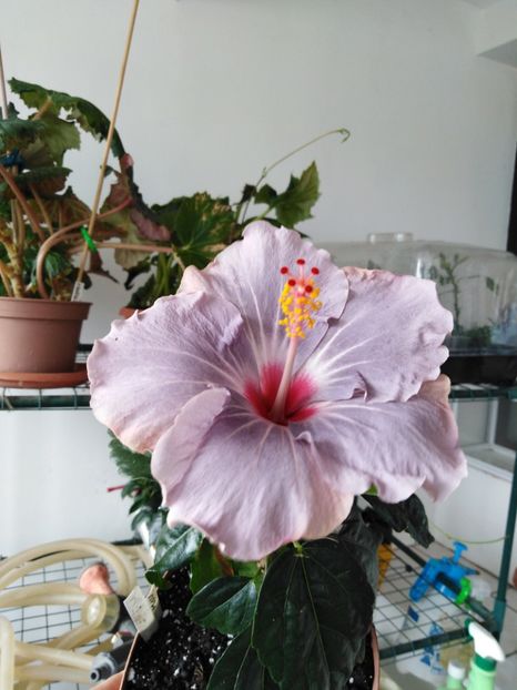  - HIBISCUS 2021