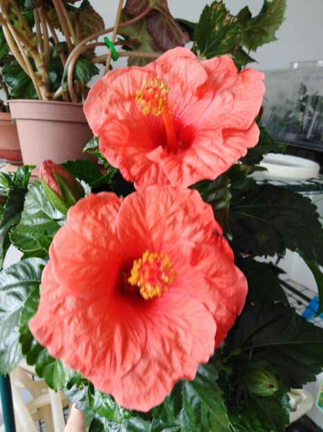  - HIBISCUS 2021