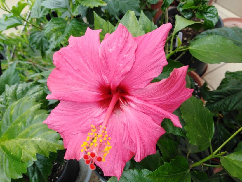  - HIBISCUS 2021
