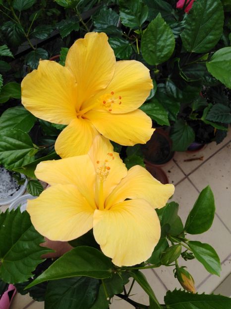  - HIBISCUS 2021
