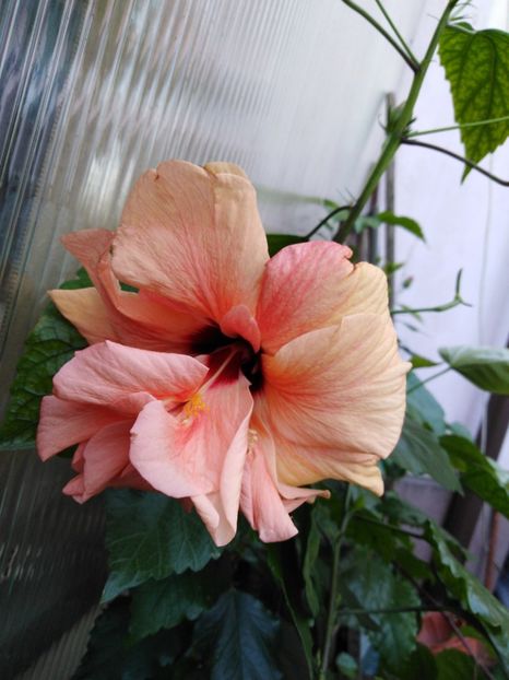  - HIBISCUS 2021