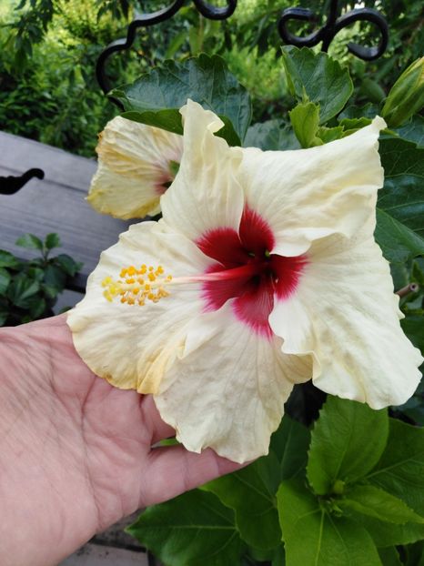  - HIBISCUS 2021