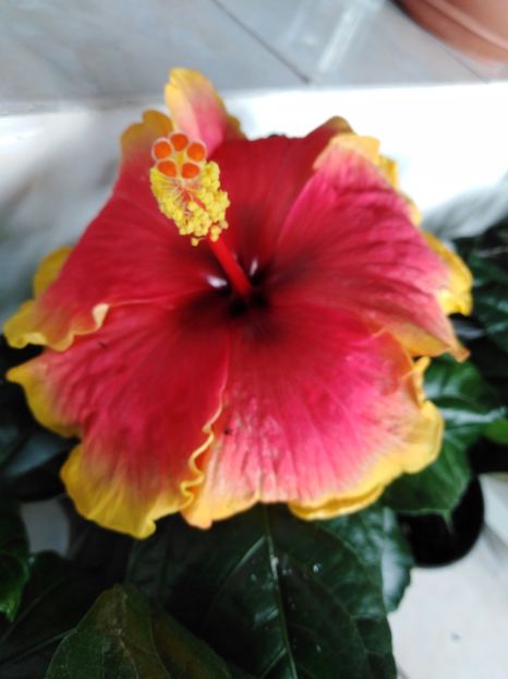  - HIBISCUS 2021
