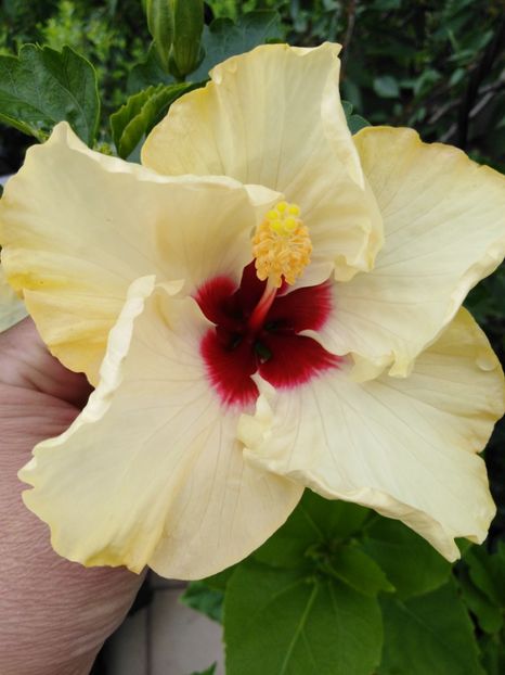  - HIBISCUS 2021