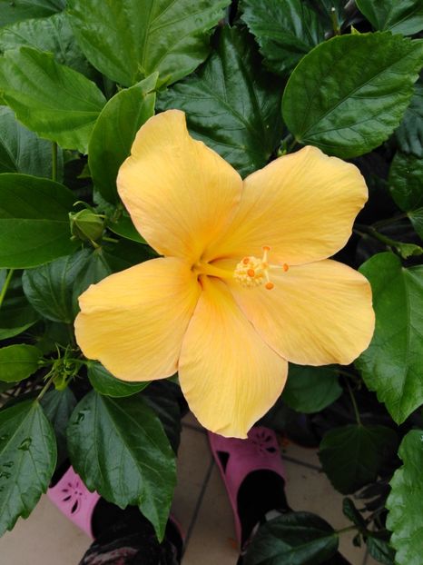  - HIBISCUS 2021