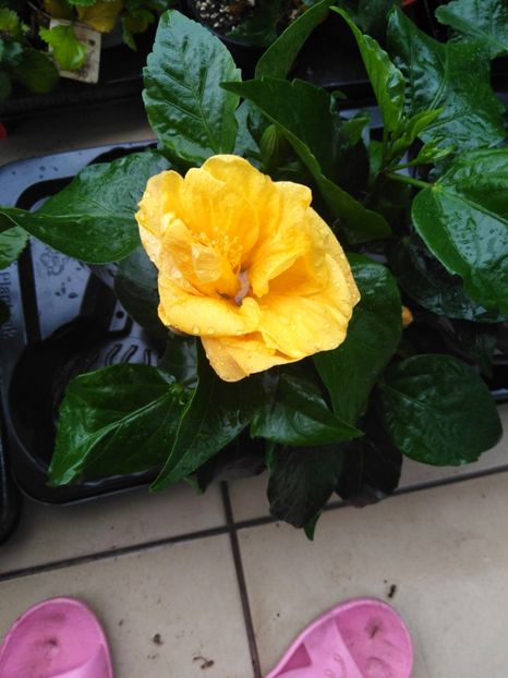  - HIBISCUS 2021